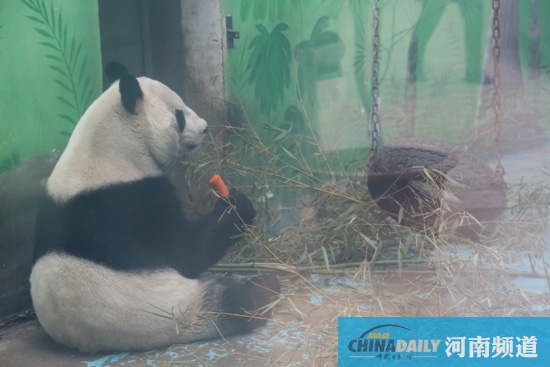 鄭州動物園回應(yīng)“九大質(zhì)疑”“熊貓坐臺”或存在