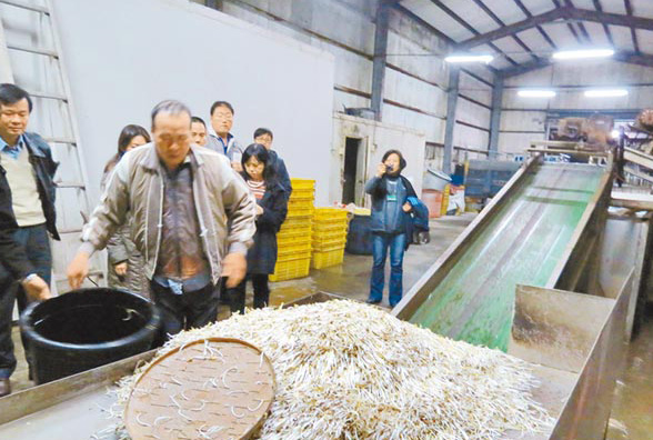 臺灣再爆食安問題 工廠用漂白劑生產(chǎn)豆芽日產(chǎn)近5噸