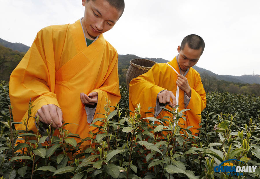 “法凈禪茶”開始采摘