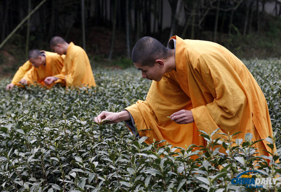 “法凈禪茶”開(kāi)始采摘