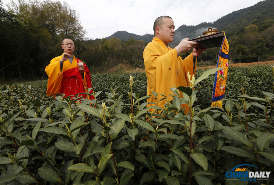 “法凈禪茶”開(kāi)始采摘
