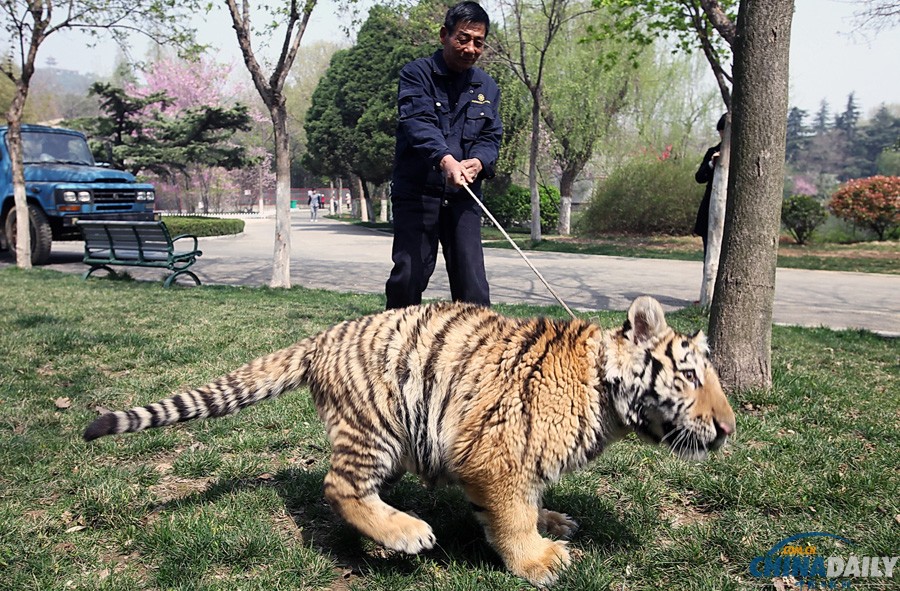 江蘇徐州：飼養(yǎng)員牽6個月大老虎公園里遛彎