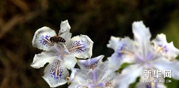 蝴蝶花開俏長(zhǎng)沙