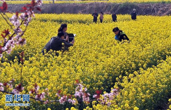 山東濟(jì)南：油菜花開樂農(nóng)家