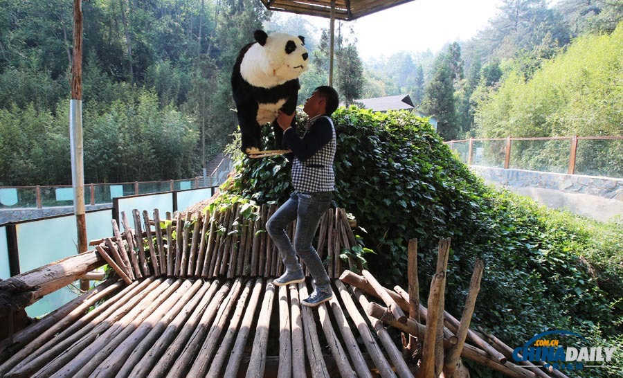 云南唯一大熊貓情緒低落 動物園想盡辦法為其找樂
