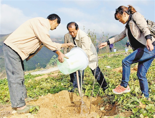 綠化長江 建設(shè)生態(tài)重慶 重慶開展秋季植樹活動