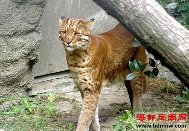 安溪蓬萊鎮(zhèn)有虎出沒？或許是二級保護動物金貓!