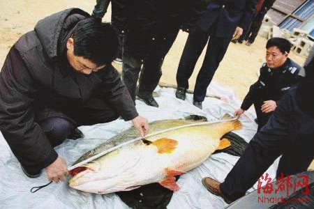 160斤黃唇魚賣出300萬 揭秘“天價(jià)魚”的銷售鏈