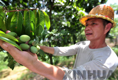 福建閩侯：橄欖大豐收 果農(nóng)卻發(fā)愁