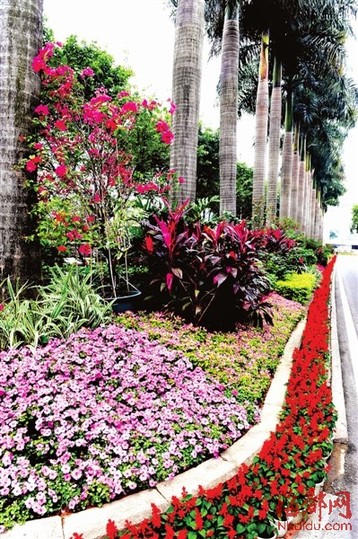 喜迎黨的十八大 80萬(wàn)盆花姹紫嫣紅扮靚榕城