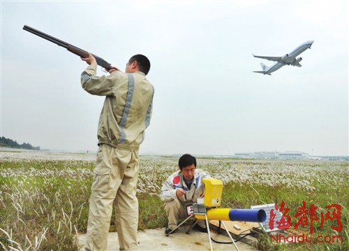 福州機(jī)場驅(qū)鳥人：鳥兒是對手，更是朋友