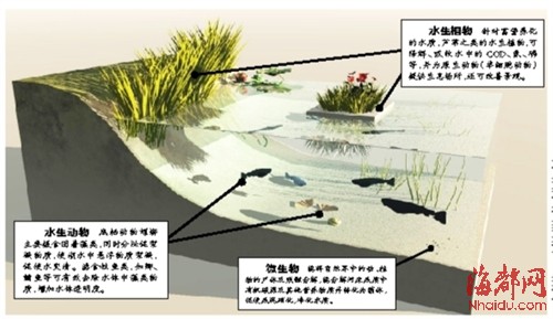 榕城4條內(nèi)河將試點生態(tài)修復(fù) 全國征集方案