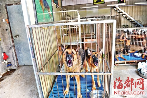 榕市場(chǎng)公開叫賣禁養(yǎng)的烈性犬 呼吁對(duì)養(yǎng)犬管理立法