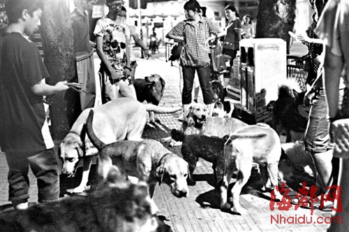 多位省人大代表和法律專家呼吁出臺(tái)《福建省文明養(yǎng)犬條例》