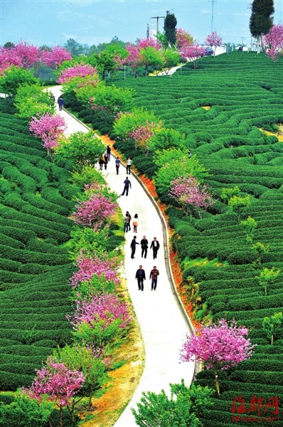 福建：生態(tài)經(jīng)濟向綠色要效益