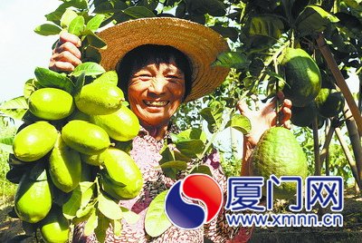臺(tái)商在廈種出