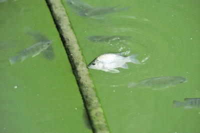 福州將除“四害”投放有毒藥劑 內(nèi)河釣上來(lái)的魚(yú)慎吃