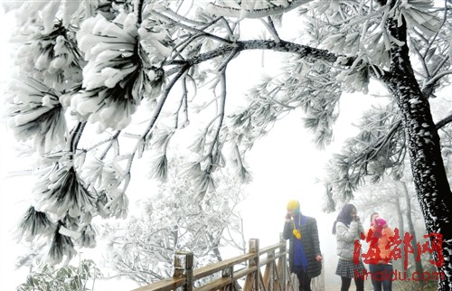福建今冬初雪飄落武夷山光澤等地 德化九仙山昨迎今冬首場霧凇