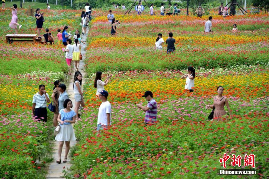 福州市民花海公園看到“花海”