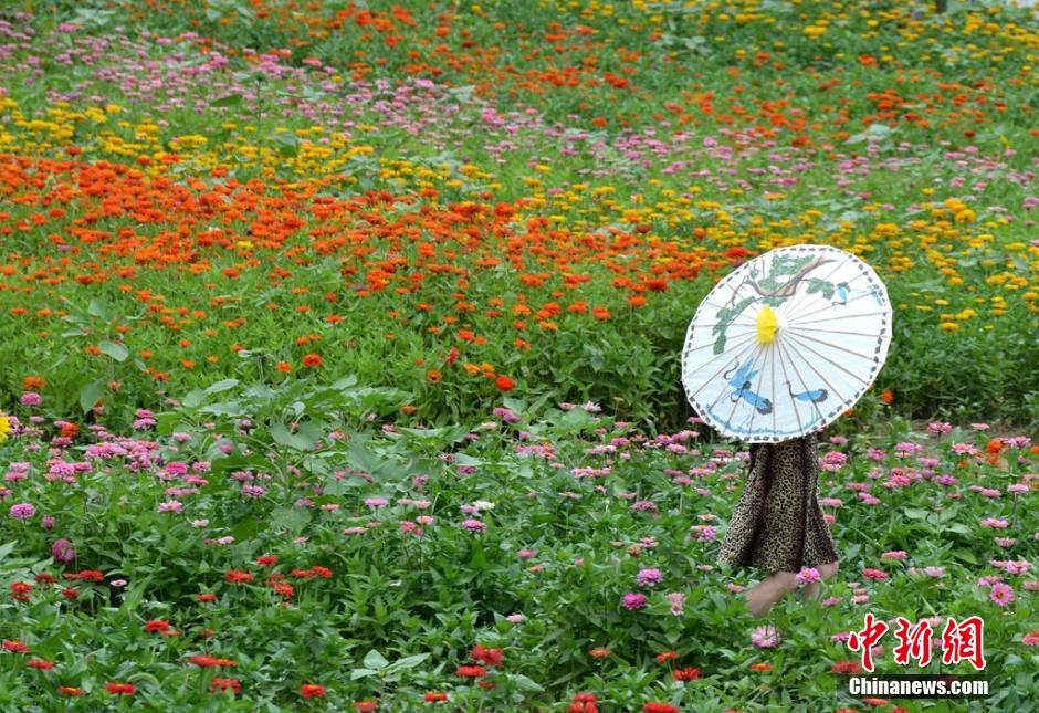 福州市民花海公園看到“花海”