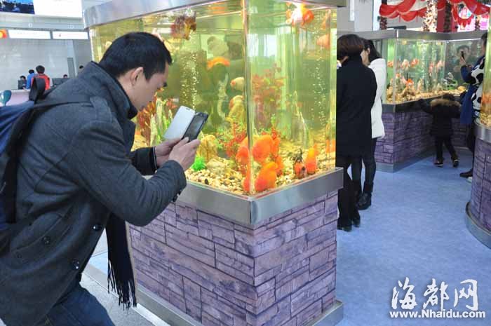 百條金魚“進(jìn)駐”福州機(jī)場(chǎng) 成為一道獨(dú)特的風(fēng)景