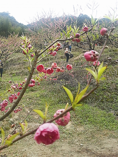 約會迷人“春色” 延平區(qū)力推春季旅游產(chǎn)品