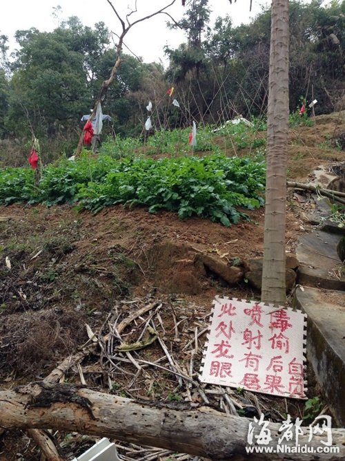 福州五鳳公園半山腰藏菜地 規(guī)模在不斷擴(kuò)大
