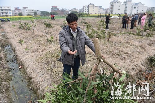 連江：千株果樹一夜全被“腰斬” 損失30多萬