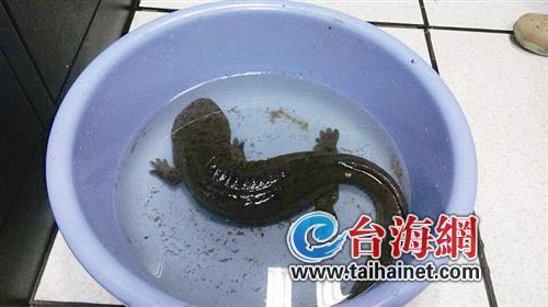 廈門一小區(qū)水池現(xiàn)國家二級(jí)保護(hù)動(dòng)物娃娃魚 長約50厘米