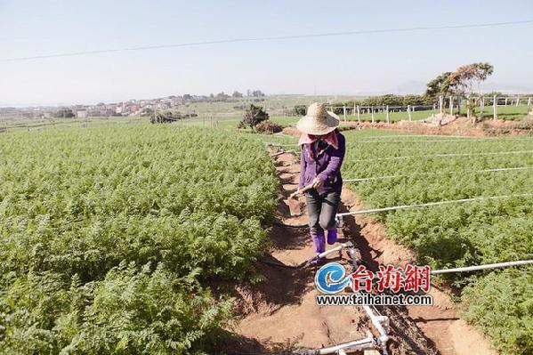 廈門(mén)出臺(tái)扶持新型農(nóng)業(yè)措施 大學(xué)生當(dāng)