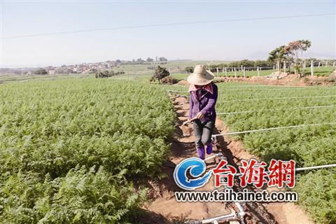 大學(xué)畢業(yè)生在廈當(dāng)“農(nóng)民” 每年將獲10萬元獎勵