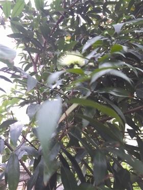 泉州石獅蓮埭一果樹既能結(jié)芒果又能長蓮霧