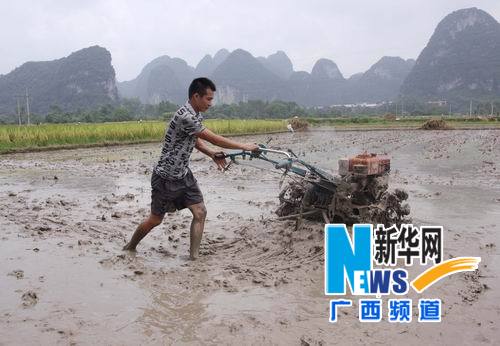 “韋森特”過后 廣西農(nóng)民“雙搶”忙