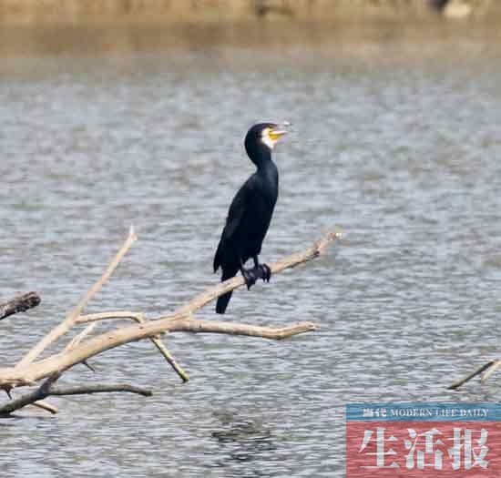 見證“愛情鳥”破鏡重圓 記者用了整整3個(gè)月(圖)