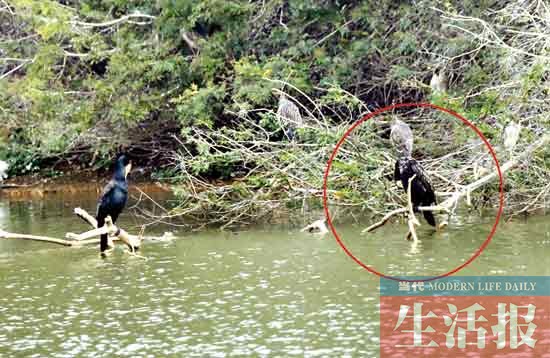 見證“愛情鳥”破鏡重圓 記者用了整整3個(gè)月(圖)