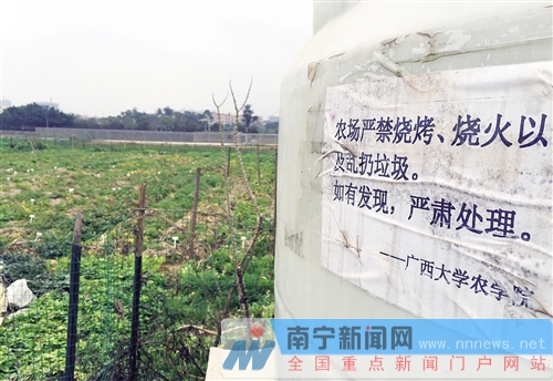 廣西大學(xué)實(shí)驗(yàn)基地變燒烤場 一塊地里紅薯窯超30個(gè)