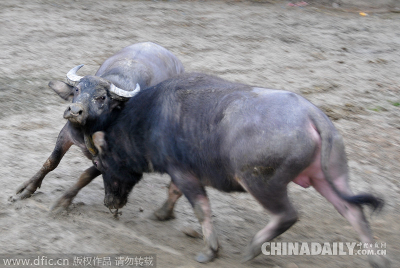 廣西三江:侗寨斗牛迎新春