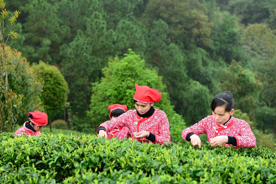 廣西昭平：“小茶葉”做出“大文章”