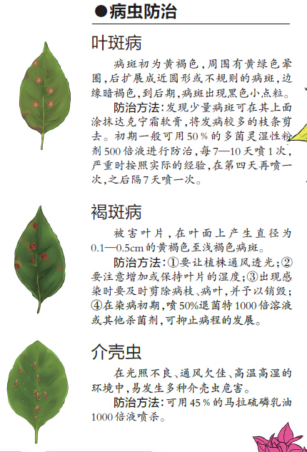 樹木認(rèn)捐認(rèn)養(yǎng)遭到冷遇 為南寧添綠需要您出一份力