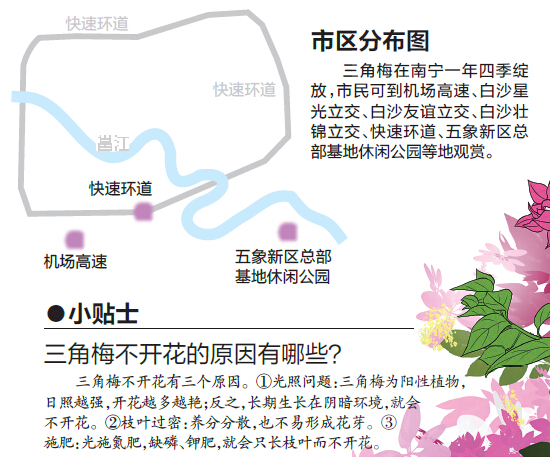 樹木認(rèn)捐認(rèn)養(yǎng)遭到冷遇 為南寧添綠需要您出一份力