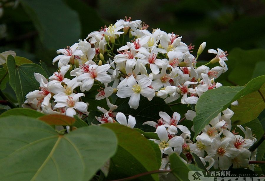 廣西隆林：梧桐花開(kāi)掛滿枝