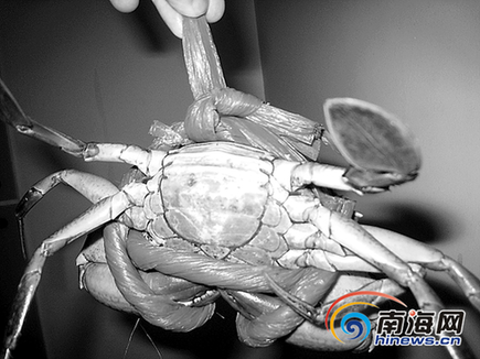 螃蟹裸稱(chēng)規(guī)定實(shí)施3個(gè)月 螃蟹捆繩怎么又粗了？