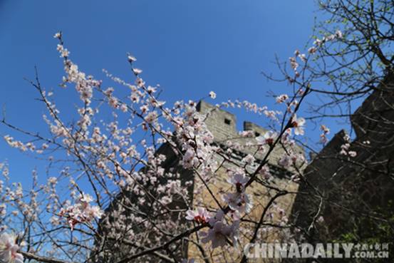 承德灤平第四屆“金山嶺長城國際杏花節(jié)”開幕