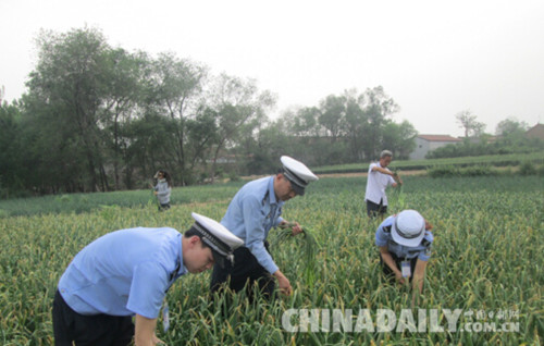 邯鄲雞澤交警下地“打蒜薹”扎實開展“兩學(xué)一做”活動