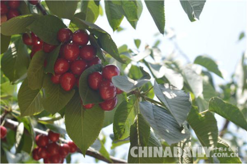 山海關大櫻桃節(jié)暨鄉(xiāng)村旅游節(jié)6月8日啟帷