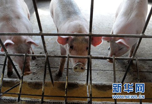 暴利驚人：揭秘“瘦肉精”地下產(chǎn)業(yè)鏈