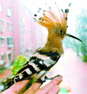 雨夜，家里闖來(lái)一只“潮鳥(niǎo)”