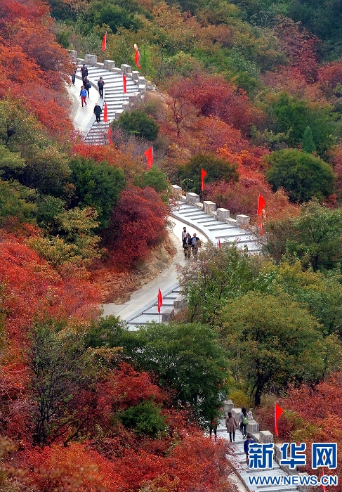 秋葉勝花人陶醉