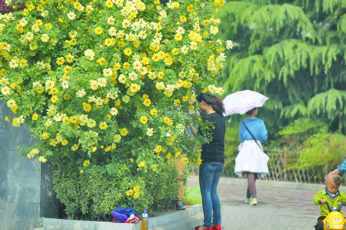 五一期間鄭州最高29℃ 月季花展今日開(kāi)幕