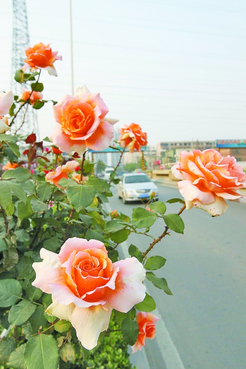 五一期間鄭州最高29℃ 月季花展今日開(kāi)幕